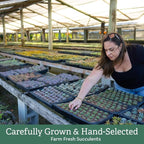 Creations by Nathalie 6 Pack Live Succulent Plants – Assorted Small Indoor Succulents, Bulk Easy Care Live Plants for Events, Wedding Favors, Home, Office & Terrariums