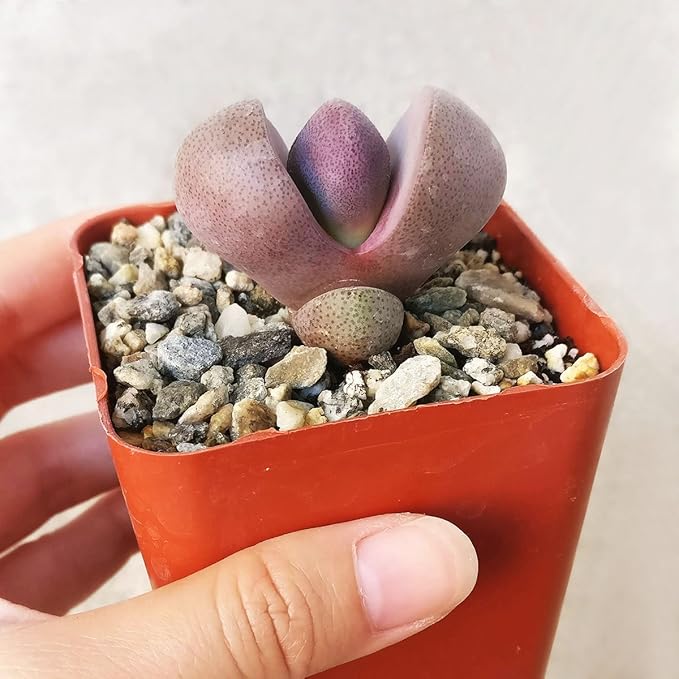 Pleisopilos nelii cv. Royal Flush Purple Split Rock Succulent (4 inch)