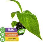 White Bat Live Flowering Plant (Tacca integrifolia) by Wellspring Gardens – Exotic Indoor or Outdoor Starter Plant with Stunning White Petals, Unique Bat-Like Blooms, and Long Whisker-Like Strands