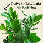 ZZ Plant Live Houseplant – Zamioculcas Zamiifolia in 6-Inch Nursery Pot – Easy Care Indoor Plant for Low Light – Air Purifying, Drought Tolerant – Overall Height 14" to 18"