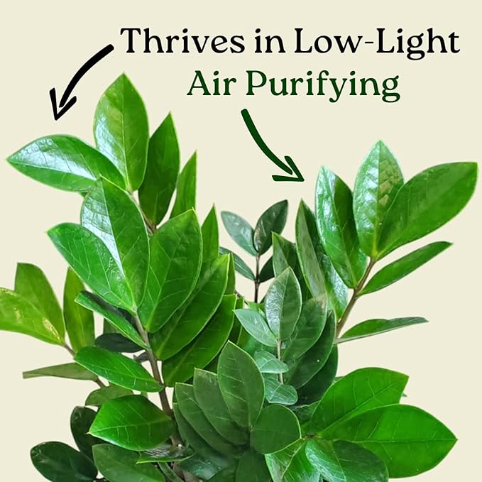 ZZ Plant Live Houseplant – Zamioculcas Zamiifolia in 6-Inch Nursery Pot – Easy Care Indoor Plant for Low Light – Air Purifying, Drought Tolerant – Overall Height 14" to 18"