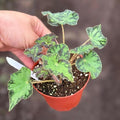 Begonia U578 Live Plant | Blue Begonias Rex Indoor | Variegated House Plants | Cutting Houseplants for Outdoor Garden Gifts | Cuttings (Heat Pack Included)