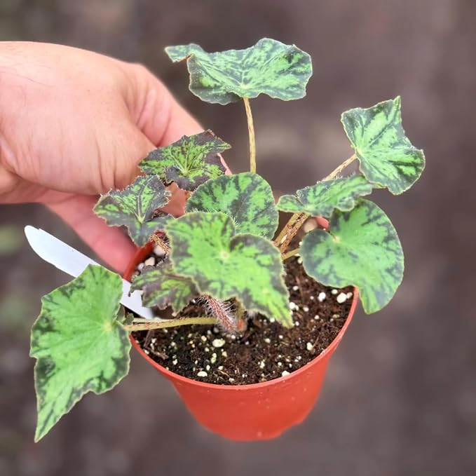 Begonia U578 Live Plant | Blue Begonias Rex Indoor | Variegated House Plants | Cutting Houseplants for Outdoor Garden Gifts | Cuttings (Heat Pack Included)