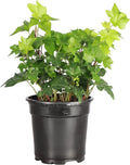 Thorsen's Greenhouse Live Green English Ivy Plant, Hedera Helix, Natural Air Purifier, Easy to Grow, Live Indoor Houseplant, 4" Diameter Pot (Nursery Pot)