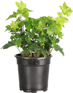 Thorsen's Greenhouse Live Green English Ivy Plant, Hedera Helix, Natural Air Purifier, Easy to Grow, Live Indoor Houseplant, 4" Diameter Pot (3 Pack Nursery Pots)