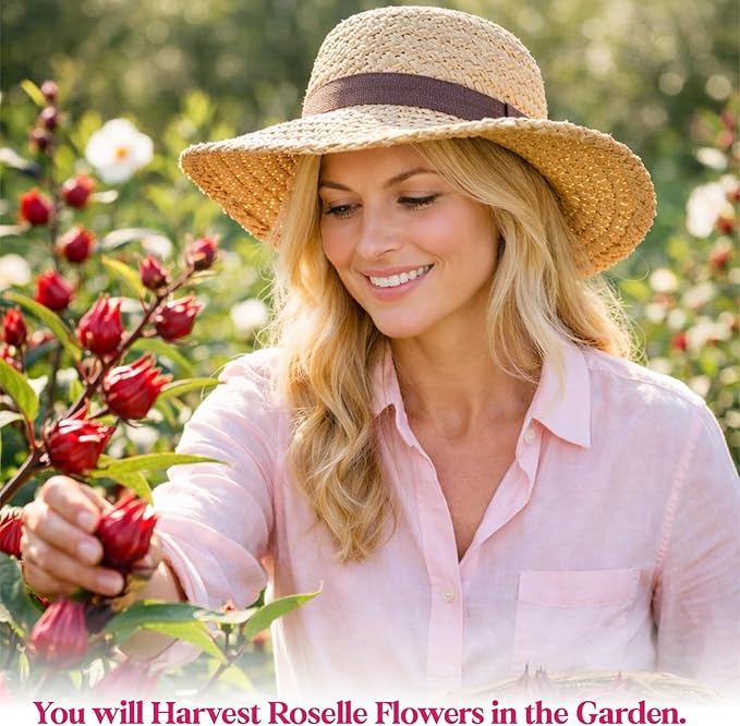 300+ Roselle Seeds for Planting - Hibiscus Sabdariffa, Jamaican Sorrel Seeds Cranberry Hibiscus, Red Roselle Seed for Flowers Tea & Jam Syrup, Warm Season Garden Flower Seed for Home Growing