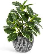 Artificial Plants Indoor Outdoor, Faux Variegated Oak Leaf Plant, Fake Potted Plants Artificial Decor for Coffee Table Desk Shelf, Faux Plants Indoor for Living Room Bathroom Bedroom Entryway Office