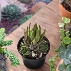Sprout N Green Haworthia coarctata, Rare Live Succulent Plant Fully Rooted in 2inch Starter Pot, Home Office Indoor Outdoor Wedding Decoration DIY Projects Party Favor, Pets Friendly