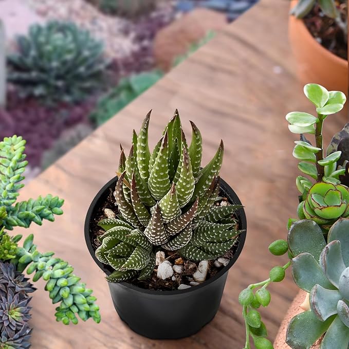 Sprout N Green Haworthia coarctata, Rare Live Succulent Plant Fully Rooted in 2inch Starter Pot, Home Office Indoor Outdoor Wedding Decoration DIY Projects Party Favor, Pets Friendly