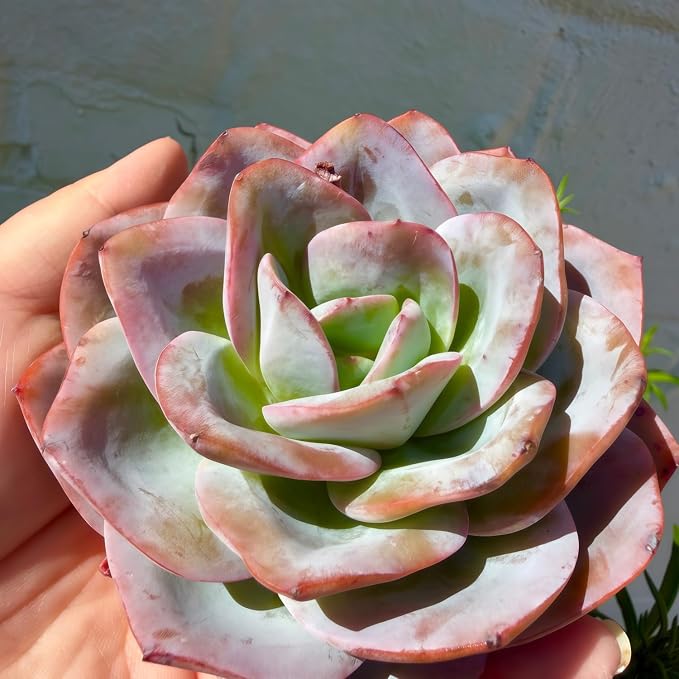 Succulents Plants Live Echeveria Perle von Nürnberg,Mini Succulents Red 3 inches Mini Succulents,Bare Root Without Pot,Succulent Plant Live Decoration Plant Gifts (Blue Swan)