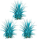 Air Plants - Tillandsia Ionantha - Organically Enhanced Color - Live Arrival Guaranteed - House Plants for Home Decor & Gift (Turquoise 3pk)