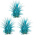 Air Plants - Tillandsia Ionantha - Organically Enhanced Color - Live Arrival Guaranteed - House Plants for Home Decor & Gift (Turquoise 3pk)