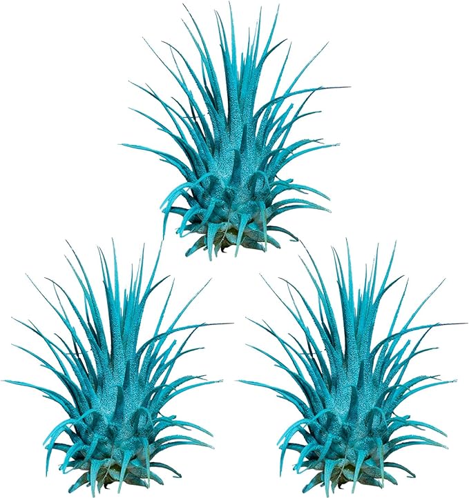 Air Plants - Tillandsia Ionantha - Organically Enhanced Color - Live Arrival Guaranteed - House Plants for Home Decor & Gift (3pk Turquoise + White Barrels)
