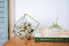 Air Plant Shop 5 Pack Tough Stuff Collection of Tillandsia Air Plants- Wholesale and Bulk - Succulents - Live Tillandsia - Easy Care Indoor and Outdoor House Plants