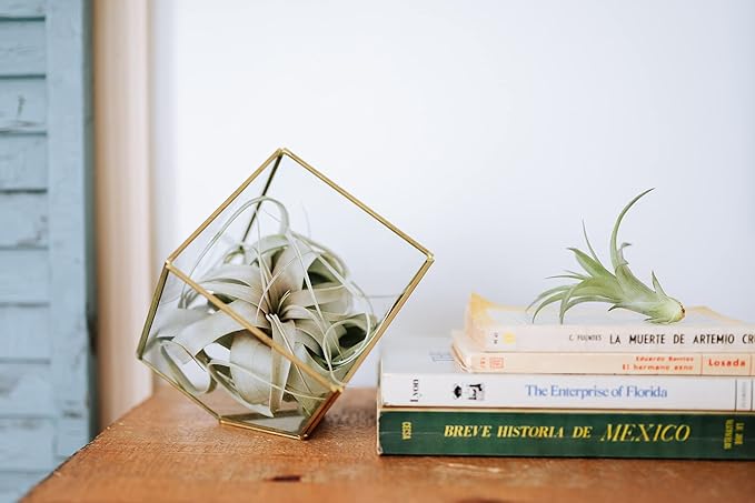 Medium Natural Cork Bark DIY Kit with Mini Xerographica Air Plants, Glue and Hook - Live Tillandsia Succulent House Plant - Wholesale and Bulk - Home and Garden Decor - Easy Care Indoor Outdoor Plants