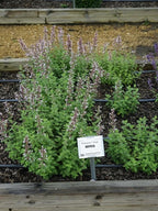 RedCrocus Whispurr Pink' Catmint Nepeta x faassenii, Bushy Perennial for Borders & Containers, Attracts Pollinators, Pet Safe, Drought Tolerant, Easy Care, 12 2 Gallon