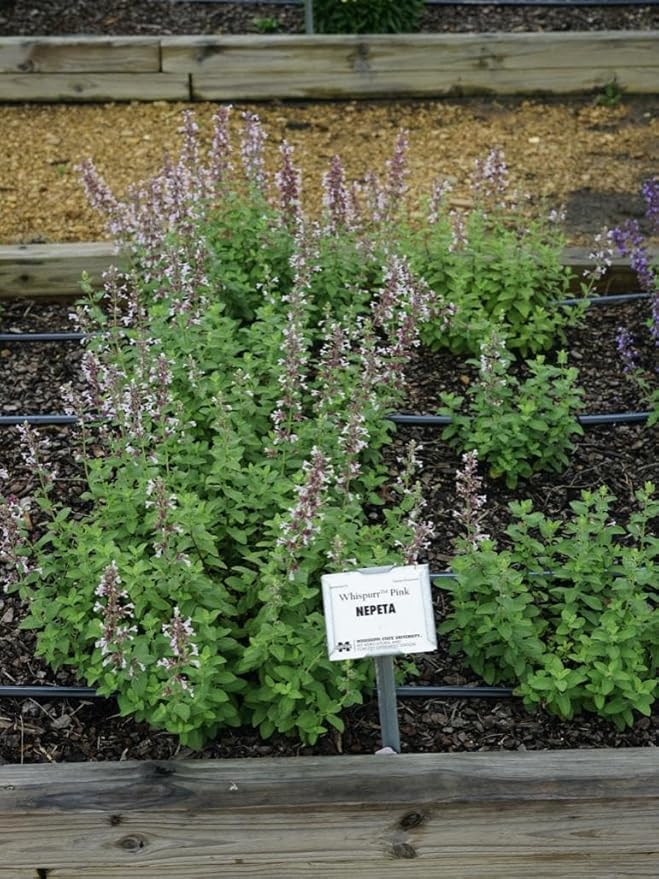 RedCrocus Whispurr Pink' Catmint Nepeta x faassenii, Bushy Perennial for Borders & Containers, Attracts Pollinators, Pet Safe, Drought Tolerant, Easy Care, 12 2 Gallon