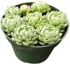 Sprout N Green Echeveria Hailstones, Live Succulent Plant Fully Rooted in 4" Pot, House Plant for Indoor Outdoor Home Office Wedding Decoration DIY Project Party Favor, Pet Friendly, Easy to Care