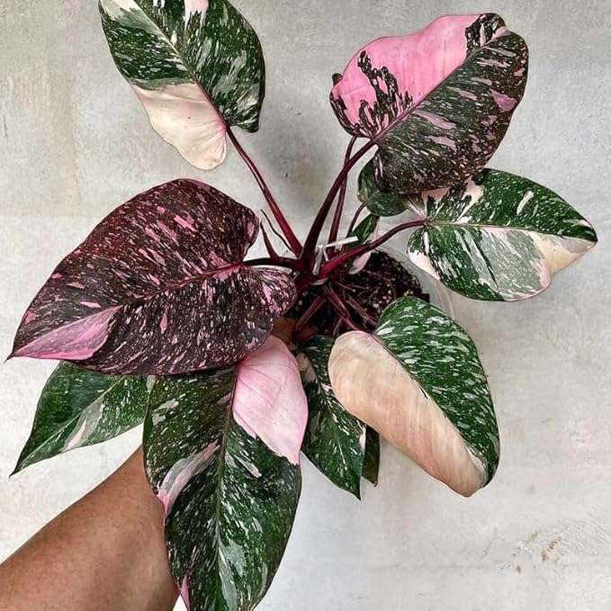 Variegated Philodendron Live Plant, Rare Indoor Houseplant Live Well Rooted 5-7 Inches, Container Growing, Home Office Decor (Pink Philodendron)