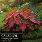 Florida Cardinal Caladium Bulbs for Planting - Perennial Hosta - Heart Shaped Elephant Ears - Vibrant Plants - Splashes of Tropical Color - Living Gift Idea (10 Bulbs)