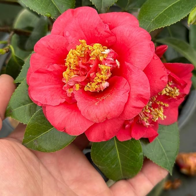 Blooming & Beautiful - April Tryst Camellia - 3 Gal - Evergreen Shrub - Fragrant Red Showy Blooms - Green Foliage - Zones 6-9 - Camellia Japonica ‘April Tryst’ - 3 Gallon Pot