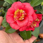Blooming & Beautiful - April Tryst Camellia - 3 Gal - Evergreen Shrub - Fragrant Red Showy Blooms - Green Foliage - Zones 6-9 - Camellia Japonica ‘April Tryst’ - 3 Gallon Pot