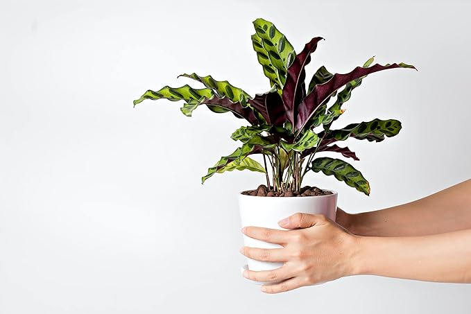 Rattlesnake Calathea Live Plant, House Plant, Ideal for Home Decor and Room Decor - Rattlesnake for Indoor Plants, Calathea Lancifolia Prayer Plant by Hopewind Plants Shop