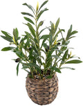 17.7" Small Boho Artificial Olive Plant, Faux Greenery in Brown Handwoven Rattan Basket, Ideal for Office Desk Kitchen Shelf Home Decor