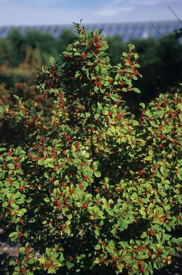 RedCrocus Sparkleberry Winterberry Ilex verticillata- Vibrant Red Berries, Deciduous Shrub, Attracts Pollinators, Deer Resistant, Container Friendly, Pet Safe, Ideal for Gardens 3 Gallon