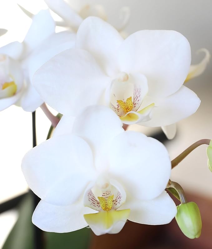 Green Circle Growers 3" Petite White Orchid in Evi White Planter, Live Plant – Best Teacher Ever