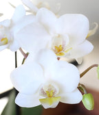 Green Circle Growers 3" Petite White Orchid in Evi White Planter, Live Plant – Best Teacher Ever