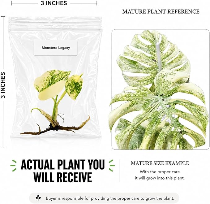 Monstera Legacy Tissue Culture Starter Live Plant, Rare Variegated Monstera, Tropical Indoor Plant, Live Plants Indoor, Tissue Culture Plants Live Houseplants
