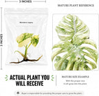 Monstera Legacy Tissue Culture Starter Live Plant, Rare Variegated Monstera, Tropical Indoor Plant, Live Plants Indoor, Tissue Culture Plants Live Houseplants