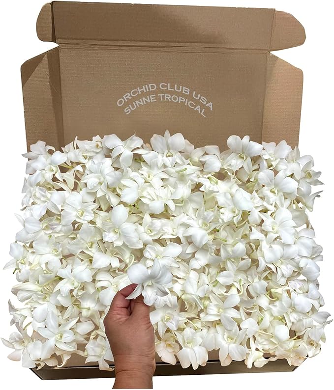 Miami Fresh Orchid Loose Bloom PERISHABLE flowers OrchidClub USA Sunne Tropical DIY lei, food & drink decoration (100 WHITE)