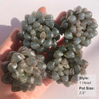 Haworthia Cooperi Ice Lantern Rare Live Succulent Plants, Green 1 Head Pot 2.5" Live Plant, Package Without Pot Soil, Garden Indoor Office Desk, Party Baby Shower Decoration, Friend Plant Lover Gifts