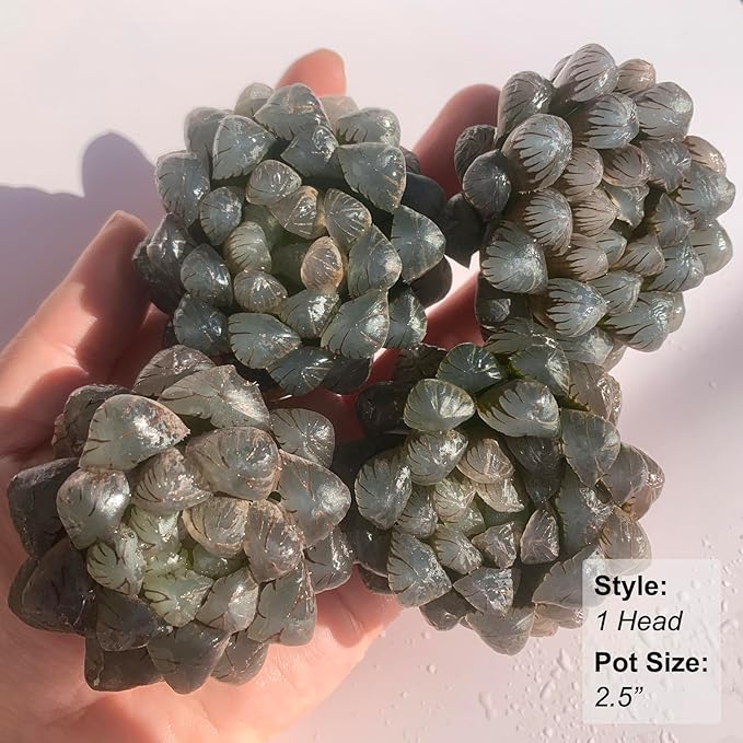 Haworthia Cooperi Ice Lantern Rare Live Succulent Plants, Green 1 Head Pot 2.5" Live Plant, Package Without Pot Soil, Garden Indoor Office Desk, Party Baby Shower Decoration, Friend Plant Lover Gifts