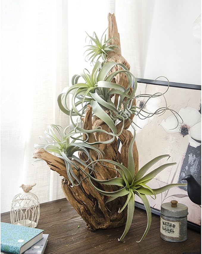 2PCS Artificial Flocking Tillandsia Air Plants Faux Succulents Bromeliads for Indoor/Outdoor Garden and Home Decor, Terrarium Decorations, Arrangements, Office, and Displays(Small)