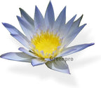 Live Aquatic Plant Pale Blue Nymphaea Daubenyana Tropical Water Lilies Tuber for Aquarium Freshwater Fish Pond by Greenpro