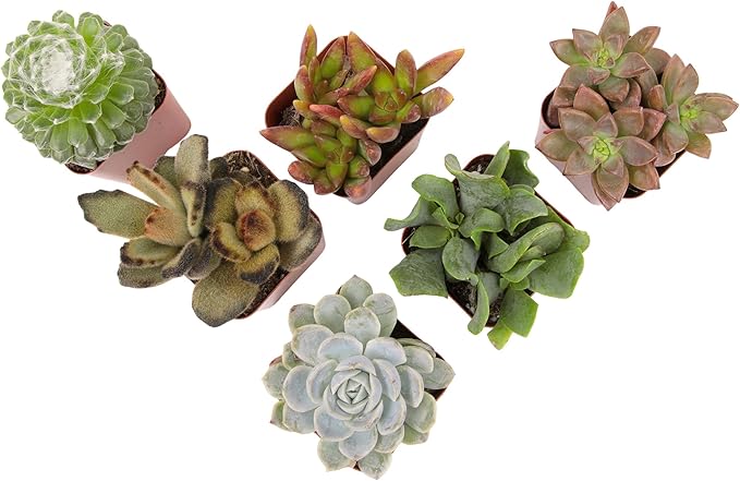 Succulents Plants Live (6PK) Potted Succulent Plants Live House Plants, Cactus Plants Live Plants Indoor Plants Live Houseplants, Indoor Plant Succulents Live Plant House Plant by Plants for Pets