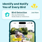 NETVUE by Birdfy Smart Bird Feeder with 2K AI Camera Solar Powered, 3MP Wireless Wildbird Watching, Live Stream & Night Vision, Auto-Capture & Notify, Collection & Cloud Storage (AI by Subscription)