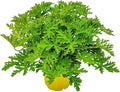 Citronella Plant - Mosquito Plant - Pelargonium Citrosum - Live Outdoor Plants - Overall Height 12" to 16" - 1 Gallon - Tropical Plants of Florida (Plant Only)