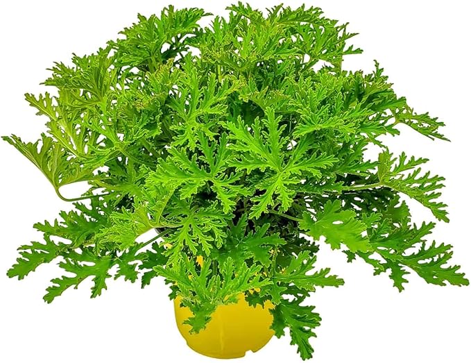 Citronella Plant - Mosquito Plant - Pelargonium Citrosum - Live Outdoor Plants - Overall Height 12" to 16" - 1 Gallon - Tropical Plants of Florida (Plant Only)