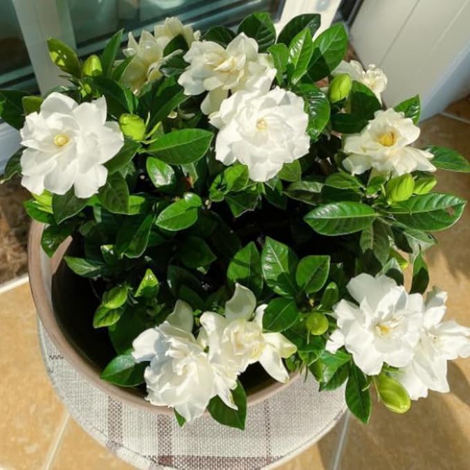 2 Jasmine Plant Live, Frost Proof Gardenia Plants Cape Jasmine Live Plant Between 5 and 7Inc Tall Outdoor Planting Indoor