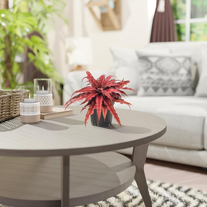 Cryptanthus Super Red Earth Star Live Indoor Plant in 4 in. Plastic Grower Pot **8*Cannot Ship to California and Hawaii**