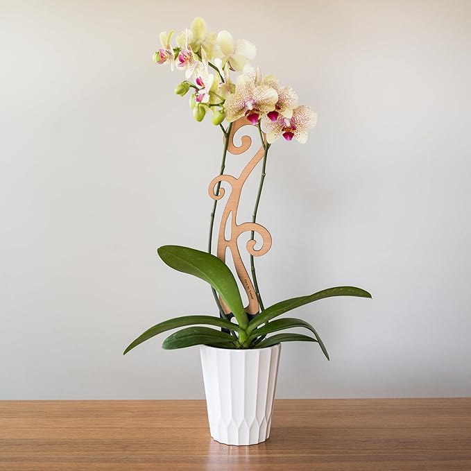 Treleaf Flora Fiddlehead Fern Inspired Wooden Trellis - Regular Size 12" Indoor Plant Support for Orchids and Climbing Plants – Decorative Houseplant Trellis and Wooden Plant Stake
