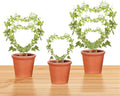 Hoya Trellis 3 Size Indoor Plants Flower Support Stakes Round or Heart Metal Trellis Set Garden Tool Accessories for Small Potted Vine Climbing Houseplants (GoldenH)