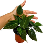 PLANTVERS Philodendron Micans in a 3" Grow Pot | Velvet Leaf Trailing Vine | Tropical Indoor Plant | Easy-Care Houseplant