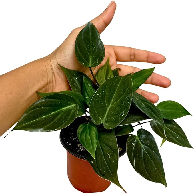 PLANTVERS Philodendron Micans in a 3" Grow Pot | Velvet Leaf Trailing Vine | Tropical Indoor Plant | Easy-Care Houseplant