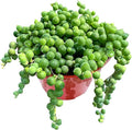 Sprout N Green 4" String of Pearls, Live Trailing Succulent Fully Rooted in Pots with Soil Mix, for Home Office Wedding Hanging Decoration, DIY Projects, Party Favor, Keep Away from Pets