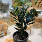 Black ZZ Plant Live, Rare Tropical ZZ Houseplant in 3'' Pot, ZZ Plant for Living Room, Office